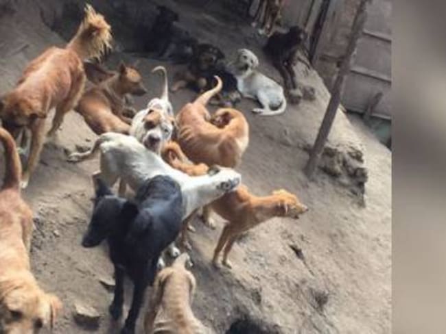 Más de 4500 personas se adhieren a una solicitud que reclama cárcel para dueña de refugio de perros en Sibaté