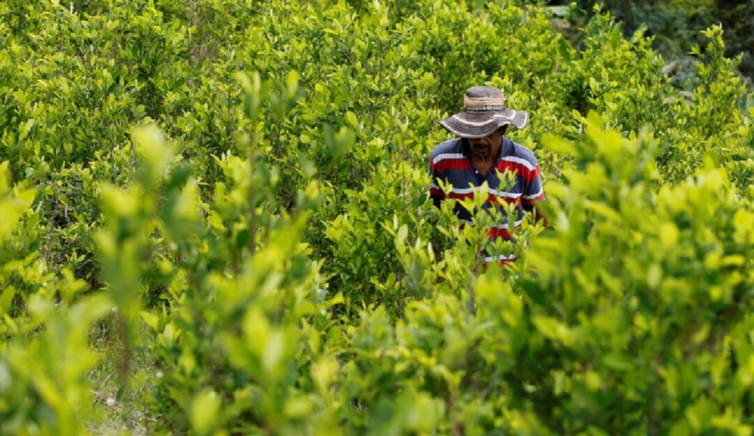 Sustitución de cultivos ilícitos