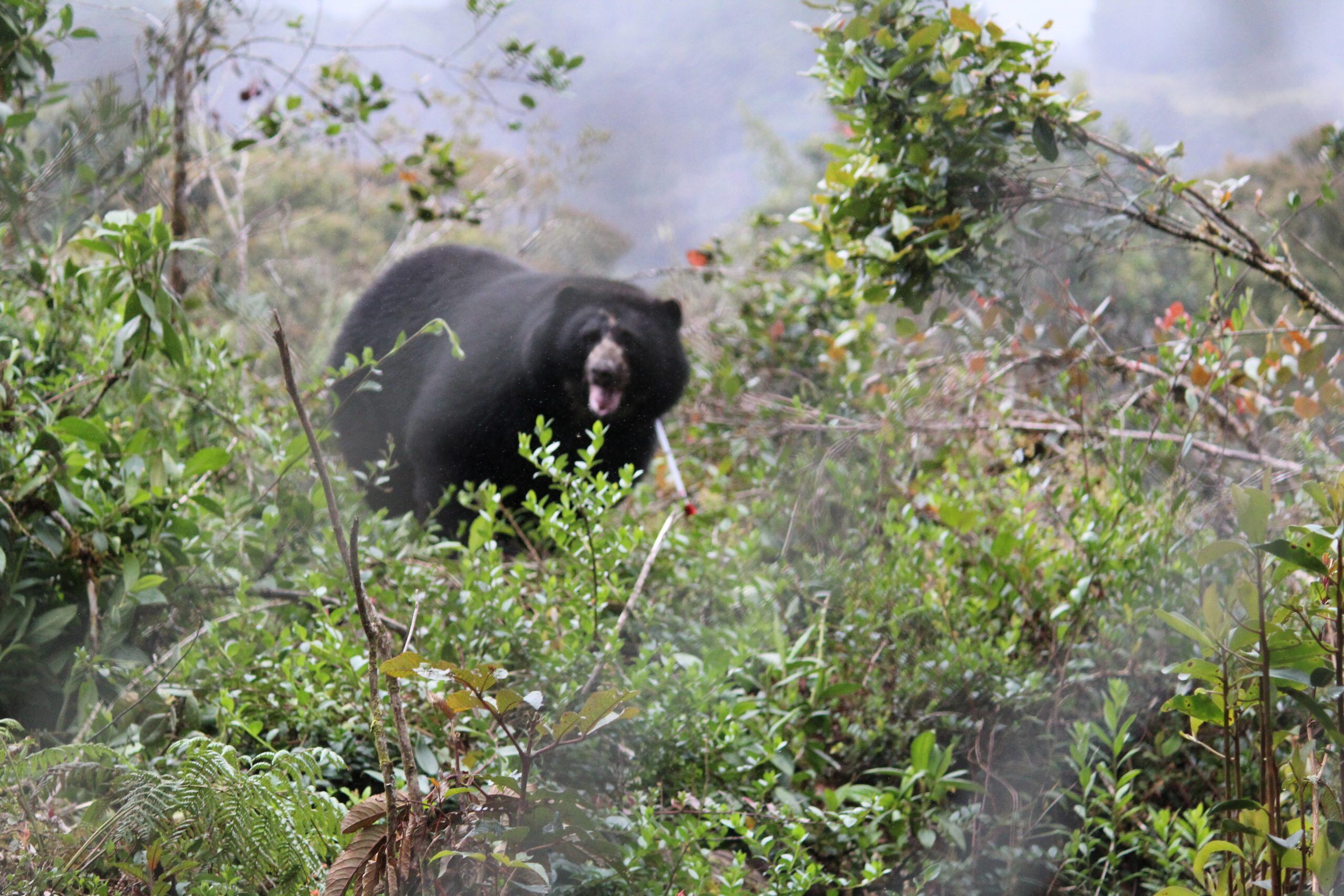 Oso andino, Tamá. Foto: Parques Nacionales