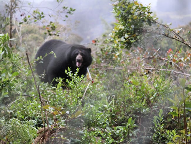 Oso andino, Tamá. Foto: Parques Nacionales