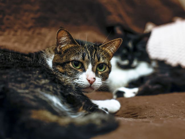 Incertidumbre sobre el futuro del Centro de Bienestar Animal en Cúcuta