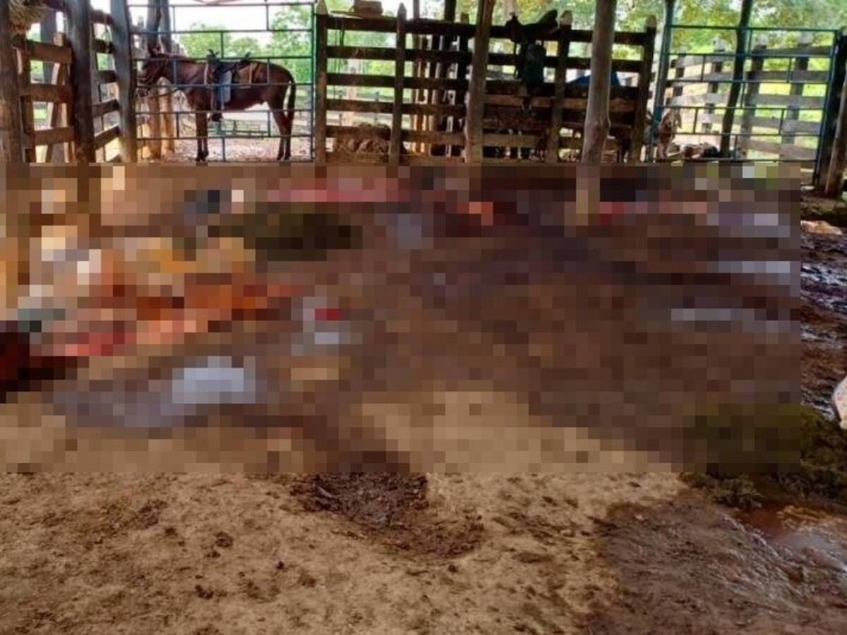 En María La Baja- Bolívar cuatreros retuvieron a empleados de finca y sacrificaron ganado
