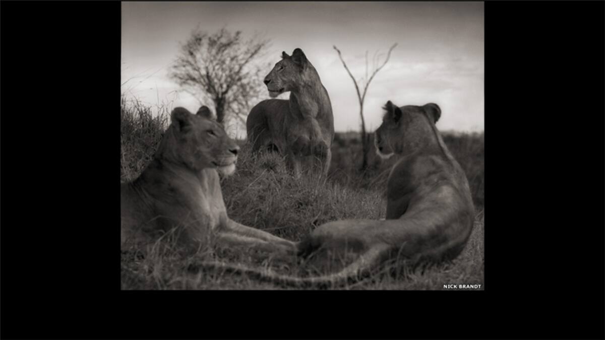 "África es África debido a los animales. Los elefantes, los leones, las jirafas, las chitas y los rinocerontes son criaturas emblemáticas que se aferran poderosamente a nuestra imaginación. Pero su presencia ya no está garantizada", advierte Brandt.