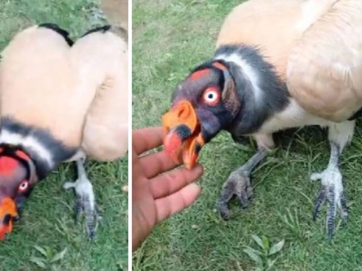 Entre cultivos de cacao en Santander rescatan al ‘rey de los chulos’