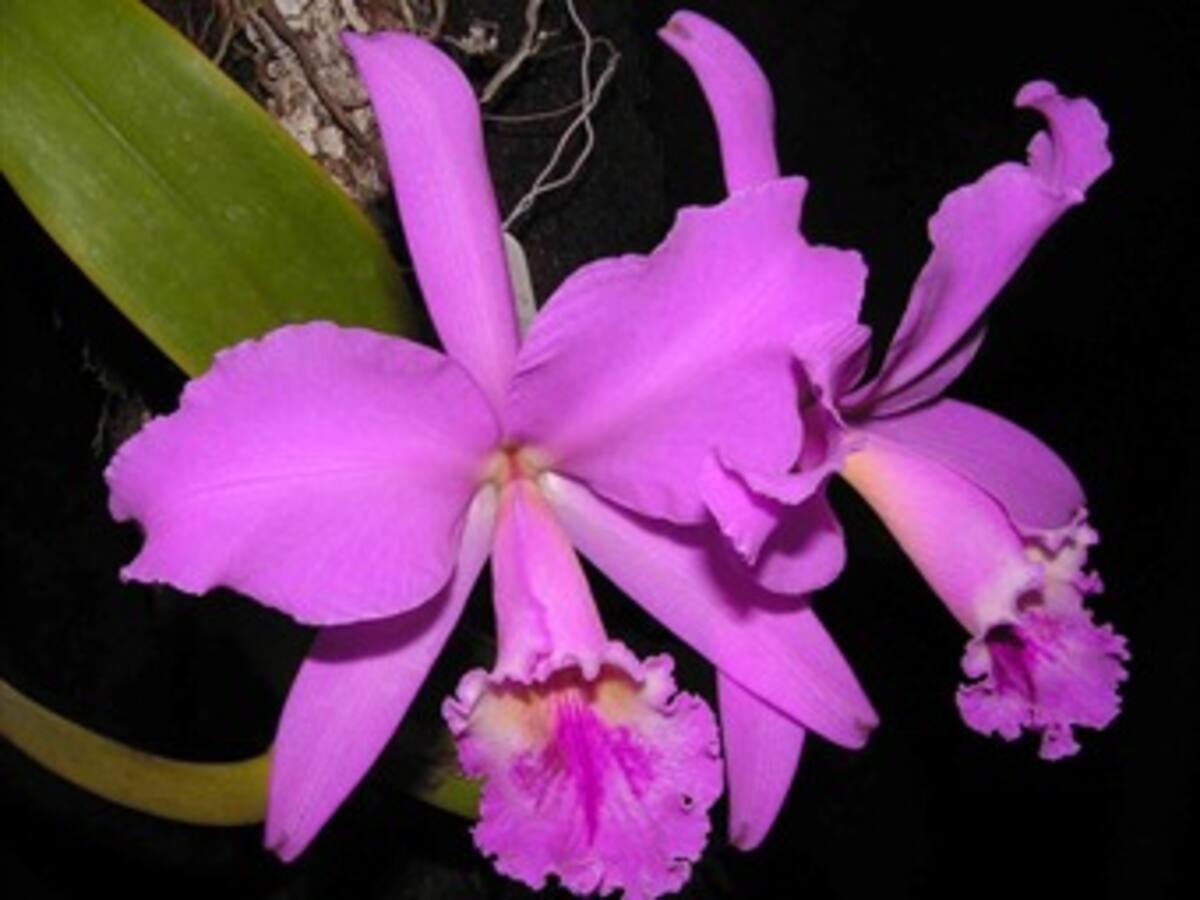 ¿Todo lo que hay que saber de las orquídeas?