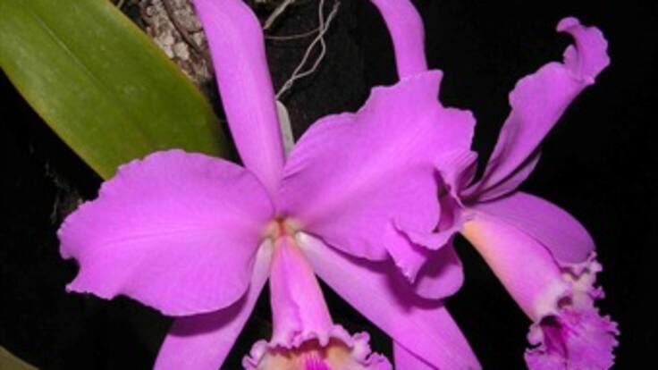 ¿Todo lo que hay que saber de las orquídeas?