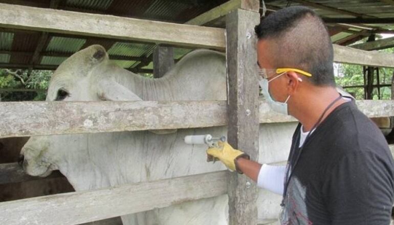 Vacunación contra la aftosa