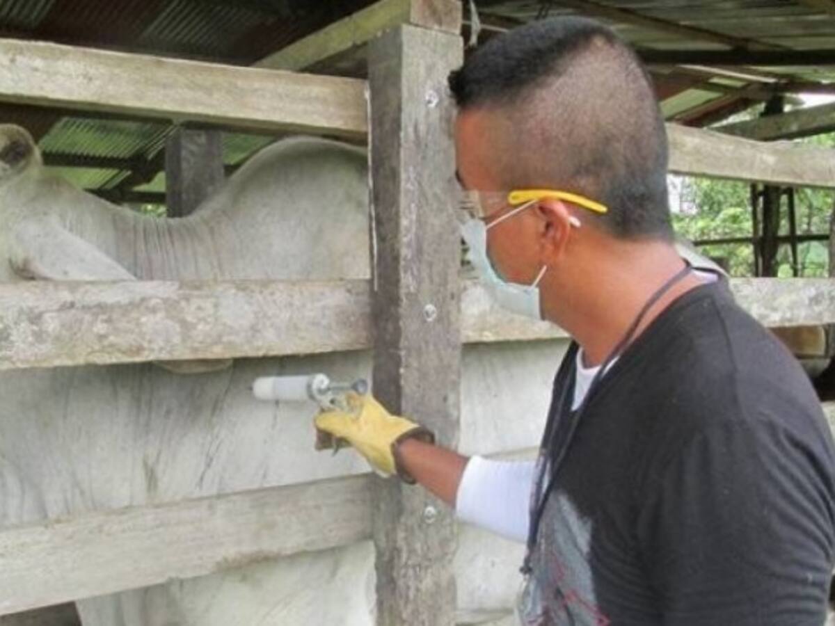 A vacunar contra la aftosa llama el ICA