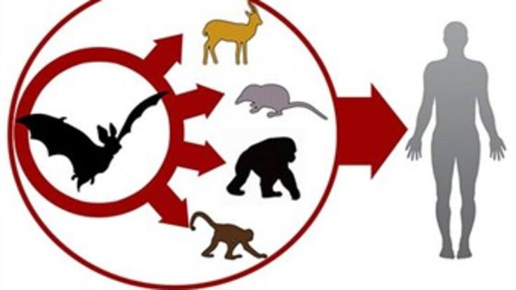 Qué es el Ébola: Hablan los expertos, entes gubernamentales y la gente