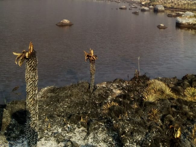 Grave incendio consumió 30 hectáreas del páramo del Almorzadero
