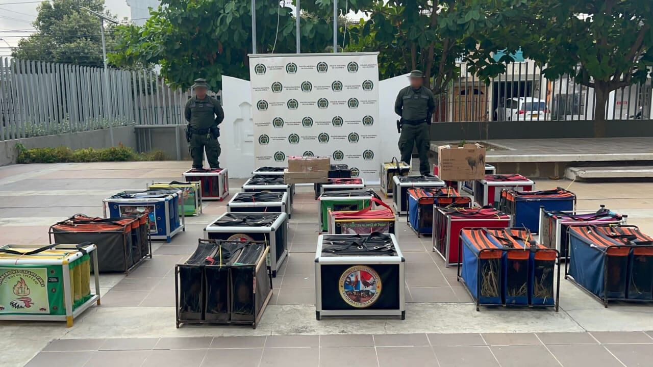 En medio gallos y gallinas a bordo de un velero, Policía incauta alijo de drogas