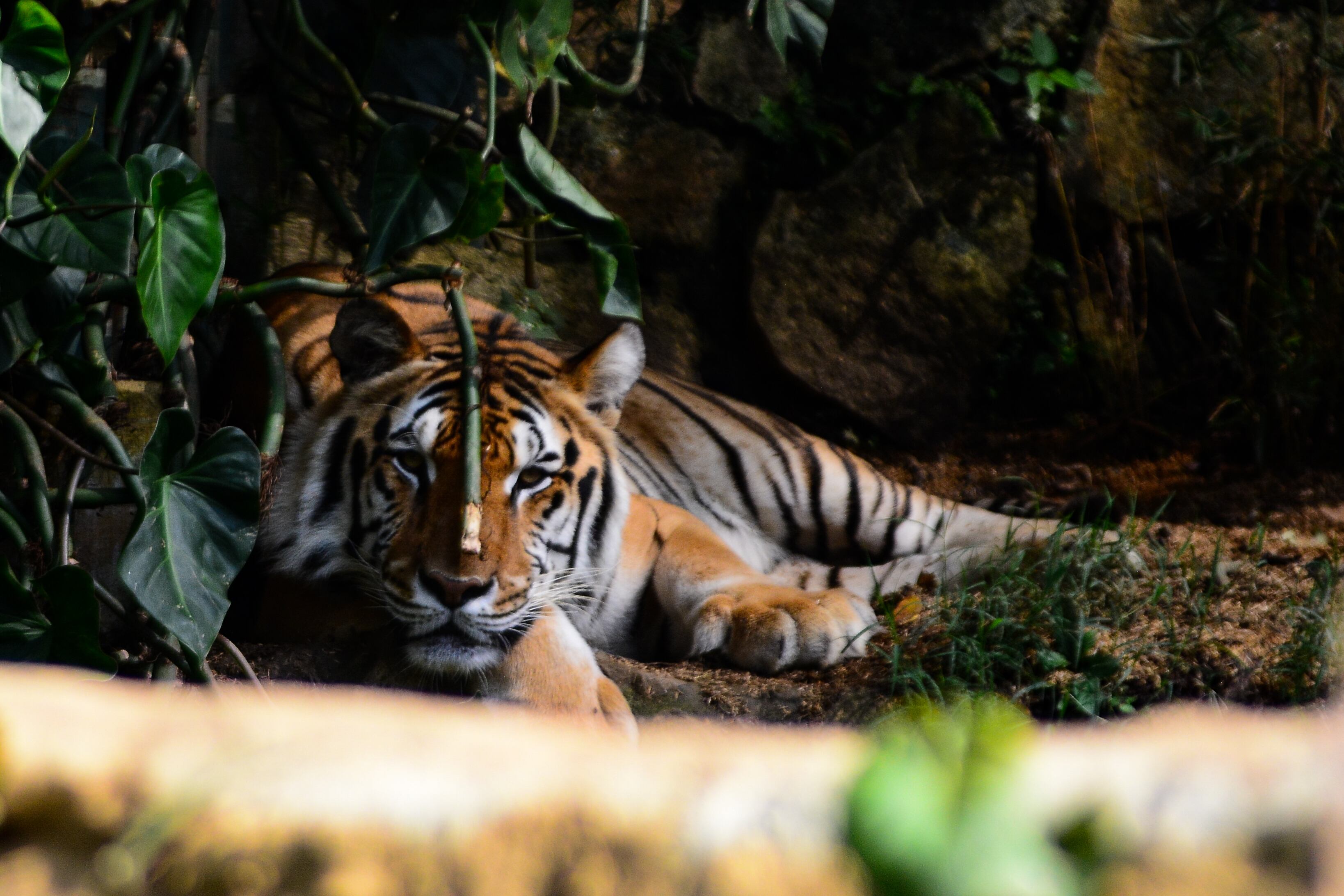 Imagen de referencia. Tigre en el zoológico de Cali. Foto: Edwin Rodriguez Pipicano/Anadolu Agency via Getty Images.