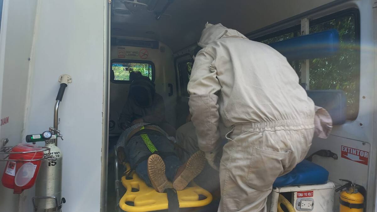 En Pitalito-Huila, muere campesino por ataque de Abejas africanizadas
