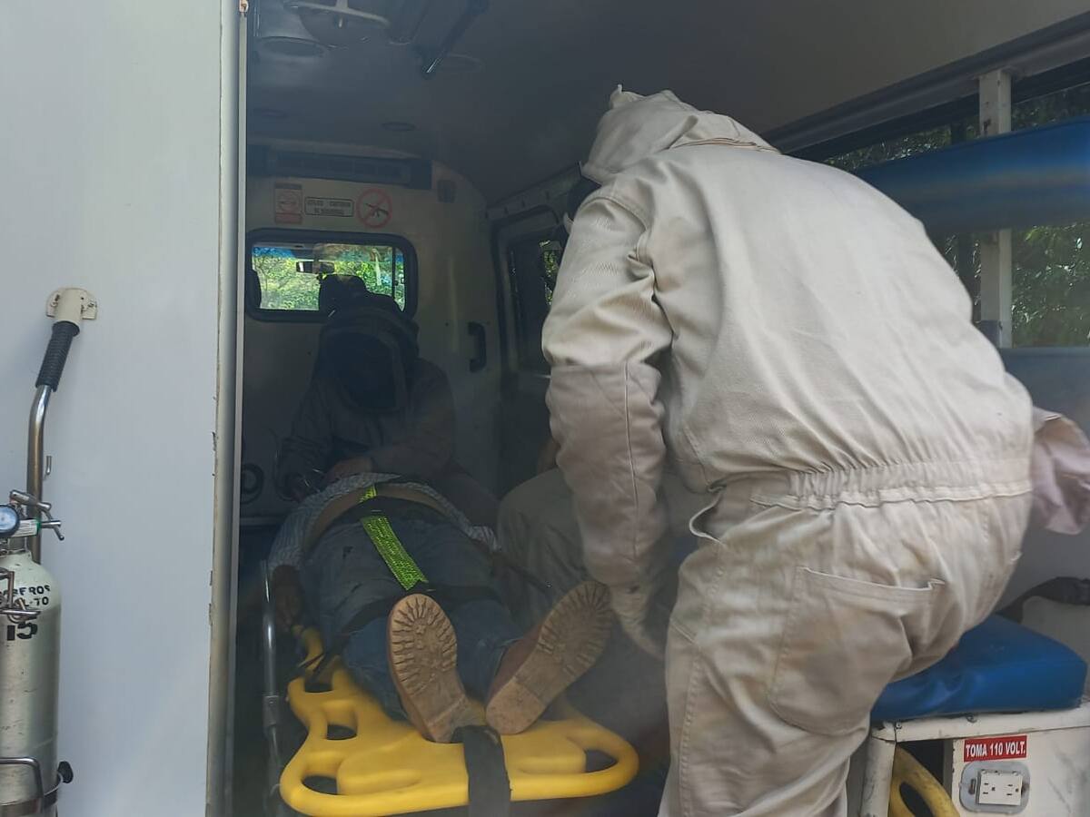 En Pitalito-Huila, muere campesino por ataque de Abejas africanizadas