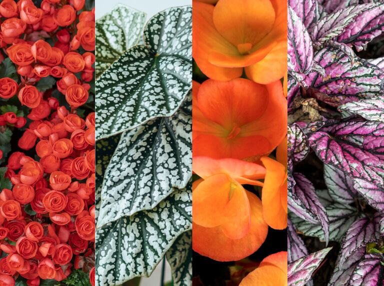 Tipos de begonias (Getty Images)