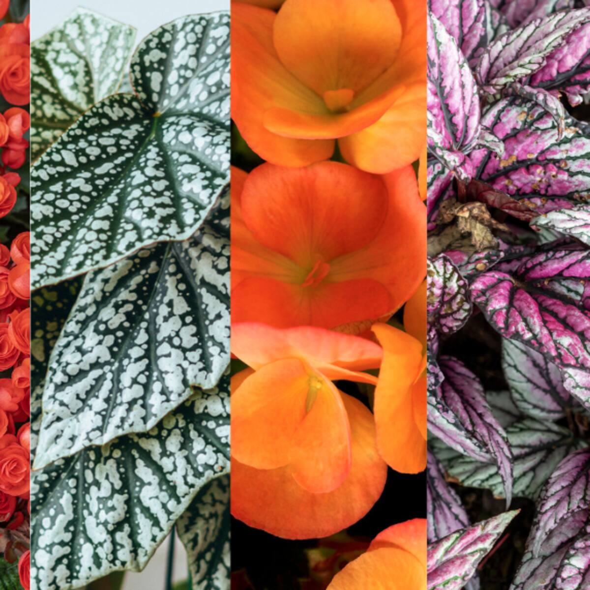Significado de la planta begonia: limpia la energía, atrae buena suerte y paz en el hogar