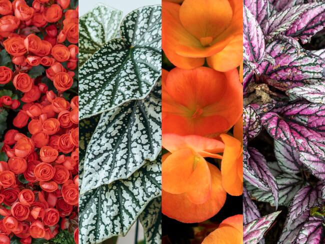 Tipos de begonias (Getty Images)