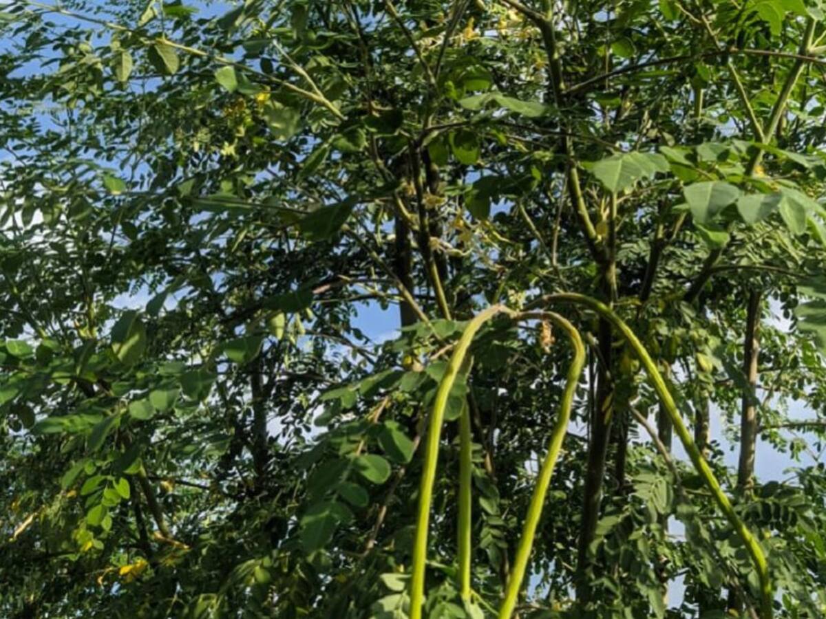 La moringa, ¿una planta milagrosa?