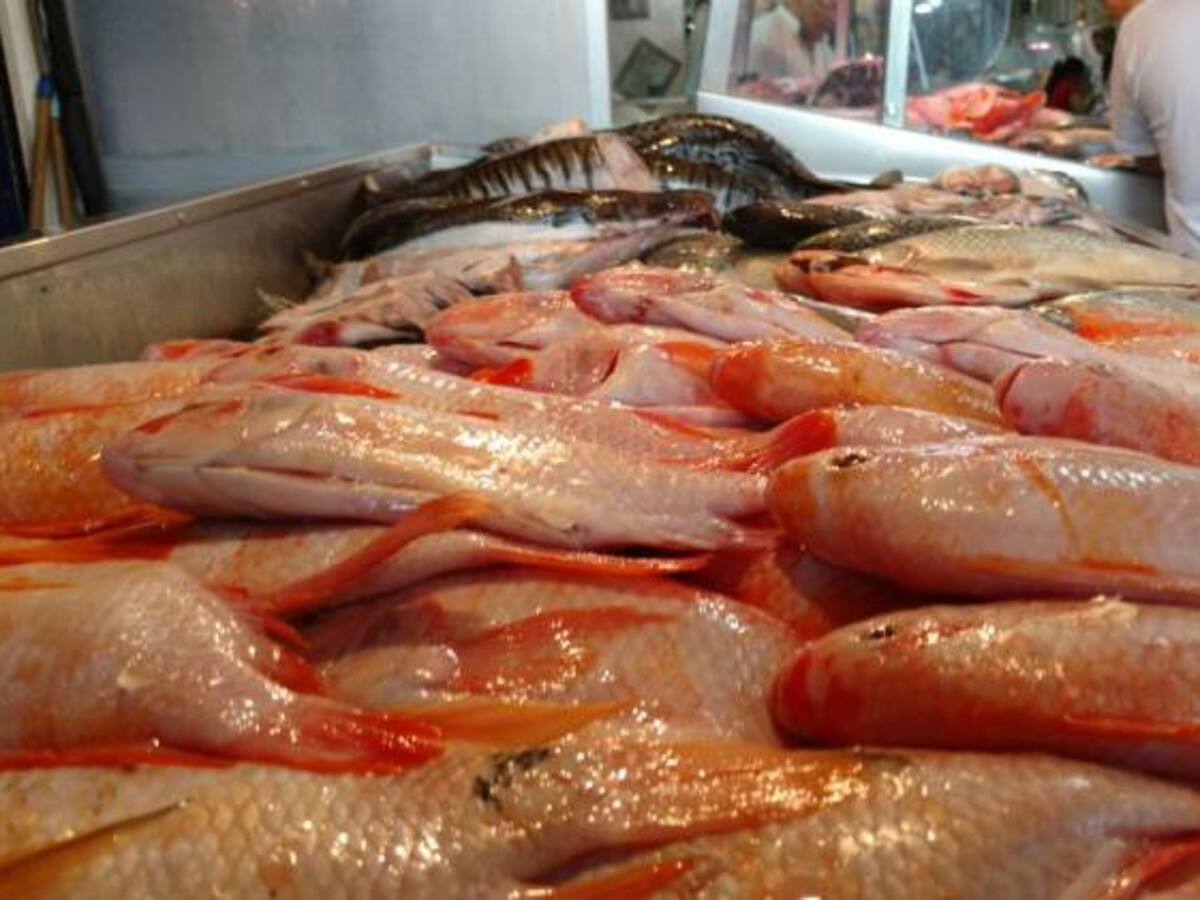 Contrabando e importación de pescado perjudicaría a pescadores artesanales de Puerto Boyacá