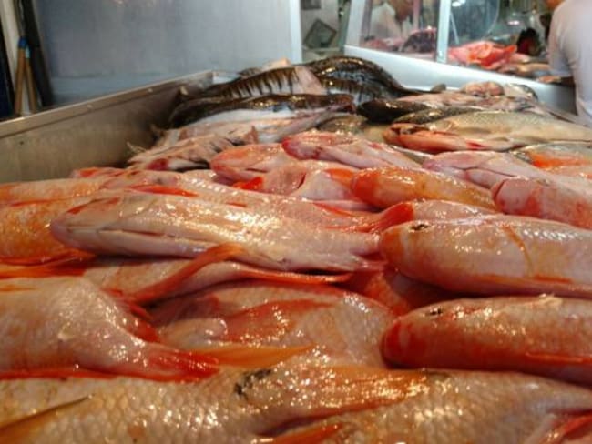 Contrabando e importación de pescado perjudicaría a pescadores artesanales de Puerto Boyacá