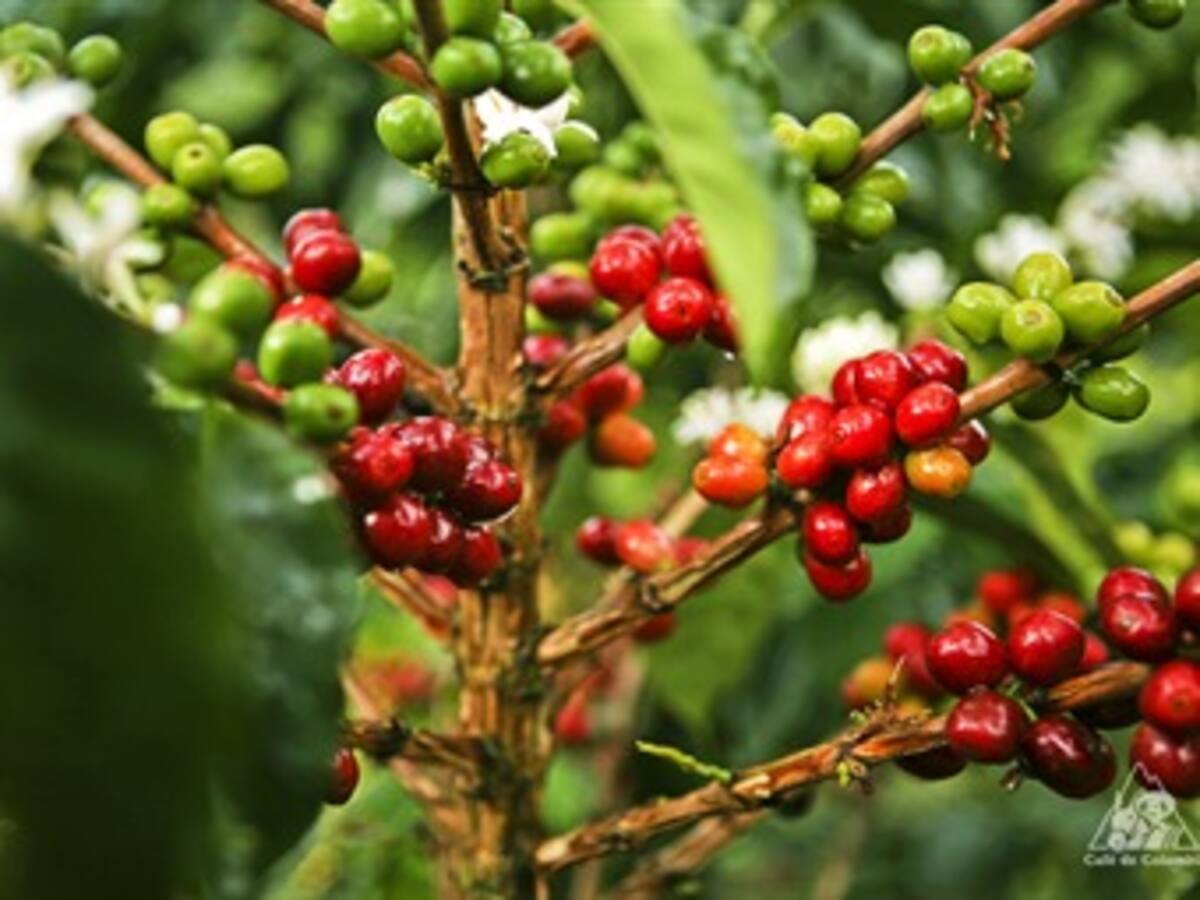 Fuerte caída en la producción de café en octubre