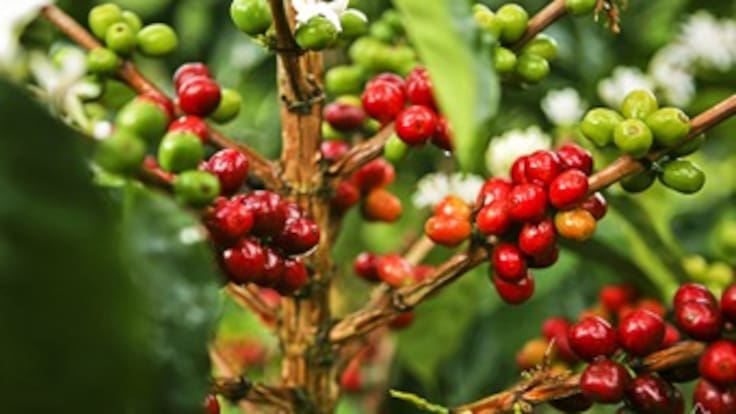 Fuerte caída en la producción de café en octubre