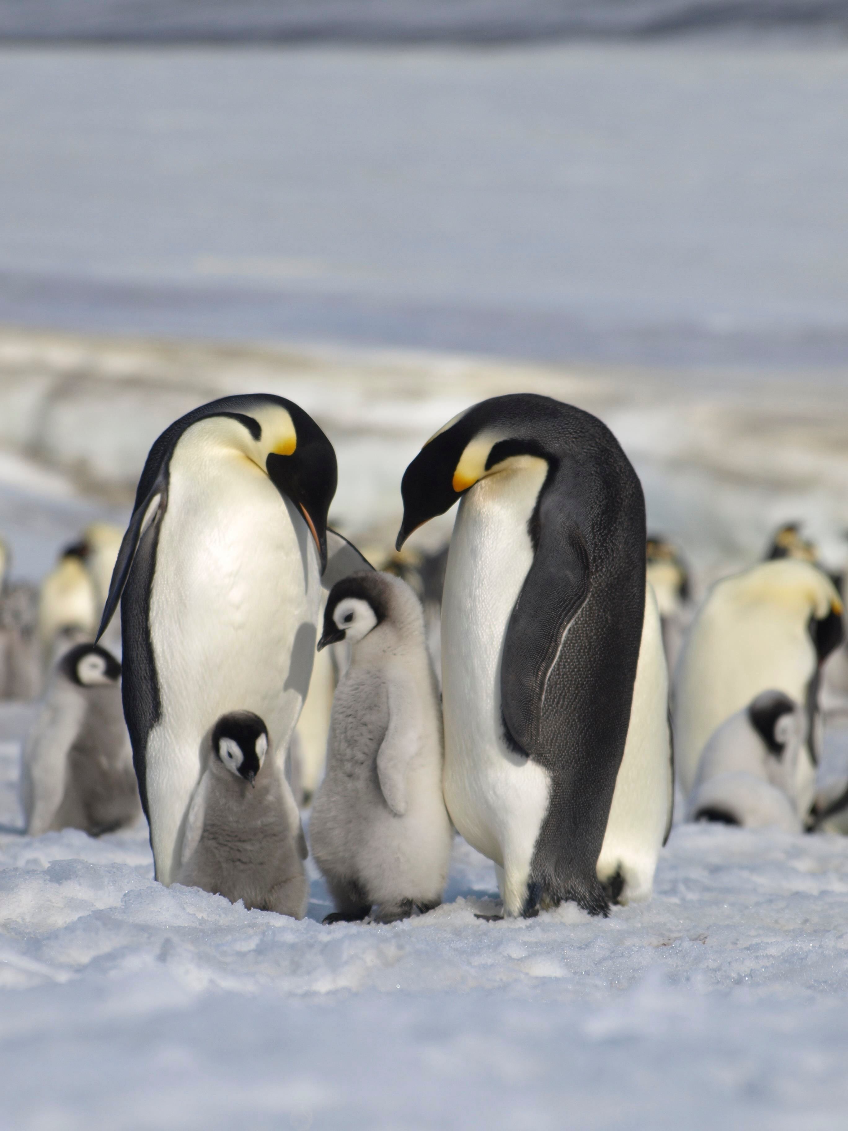 MADRID, 24/08/2023.- La pérdida de hielo marino está provocando efectos catastróficos entre las colonias de pingüinos emperador en la Antártida y un fracaso reproductivo sin precedentes, y las predicciones apuntan que más del 90 por ciento de las colonias estarán casi extintas a finales del siglo. Investigadores del British Antarctic Survey publicaron hoy los resultados de un nuevo estudio sobre las colonias de pingüinos emperador en Nature Communications Earth & Environment. EFE/Peter Fretwell/British Antarctic Survey -SÓLO USO EDITORIAL / SÓLO DISPONIBLE PARA ILUSTRAR LA NOTICIA QUE ACOMPAÑA (CRÉDITO OBLIGATORIO-