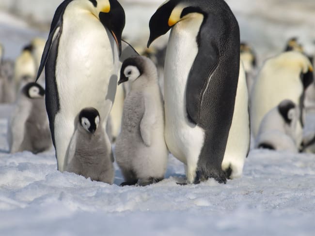 MADRID, 24/08/2023.- La pérdida de hielo marino está provocando efectos catastróficos entre las colonias de pingüinos emperador en la Antártida y un fracaso reproductivo sin precedentes, y las predicciones apuntan que más del 90 por ciento de las colonias estarán casi extintas a finales del siglo. Investigadores del British Antarctic Survey publicaron hoy los resultados de un nuevo estudio sobre las colonias de pingüinos emperador en Nature Communications Earth & Environment. EFE/Peter Fretwell/British Antarctic Survey -SÓLO USO EDITORIAL / SÓLO DISPONIBLE PARA ILUSTRAR LA NOTICIA QUE ACOMPAÑA (CRÉDITO OBLIGATORIO-