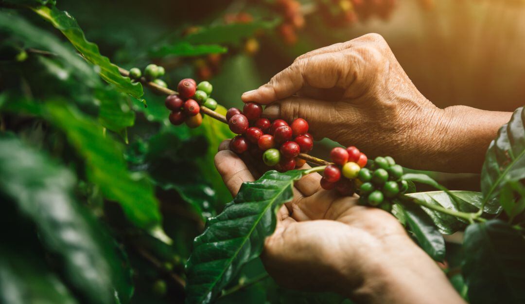 Recolección de café