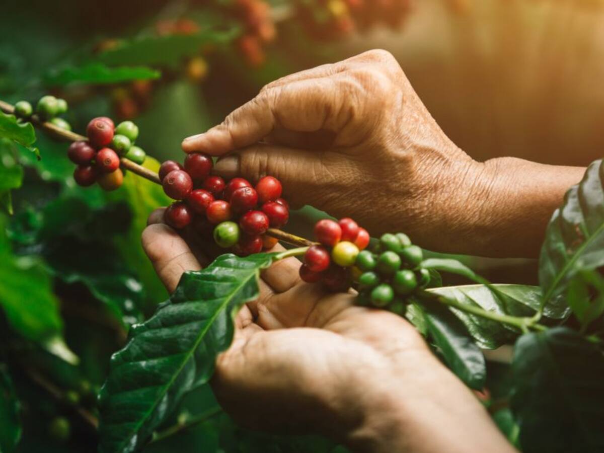 Concluyó con éxito cosecha cafetera del Tolima