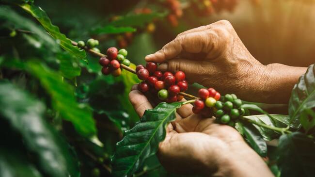 Recolección de café