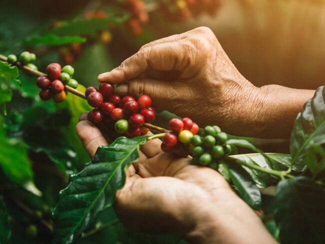 Recolección de café