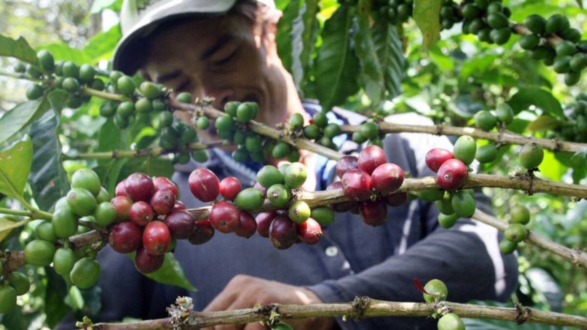 En un 65% avanza la cosecha cafetera en el Quindío