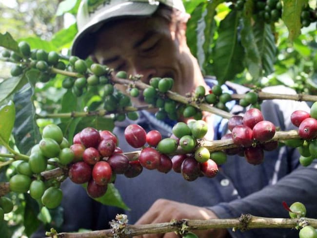 La cosecha cafetera en Antioquia puede atraer a la delincuencia común