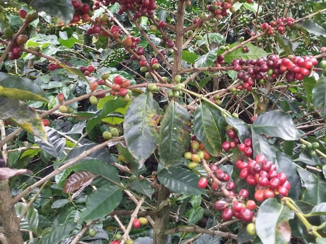 Menos hectáreas de café, más cultivos alternativos