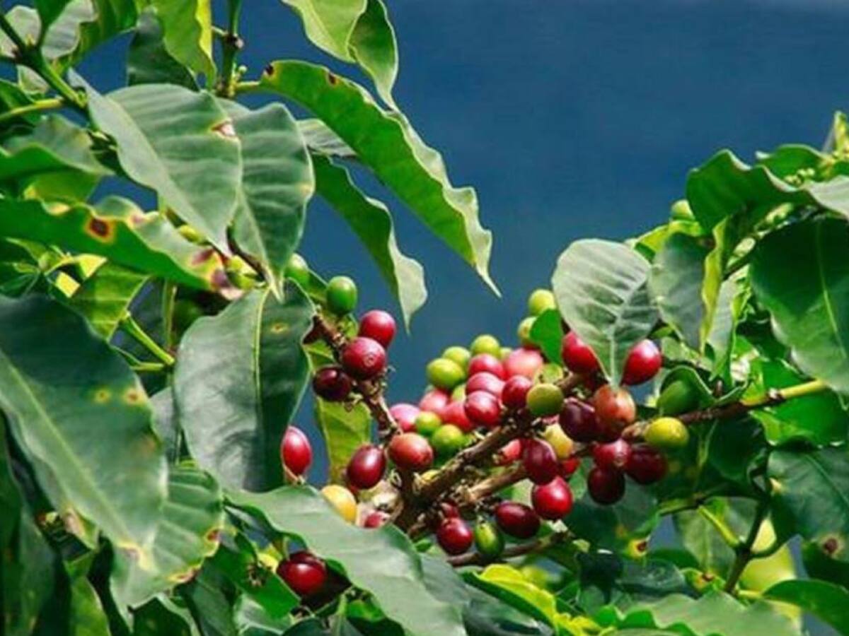 Cafeteros de Antioquia celebran buenos precios del grano