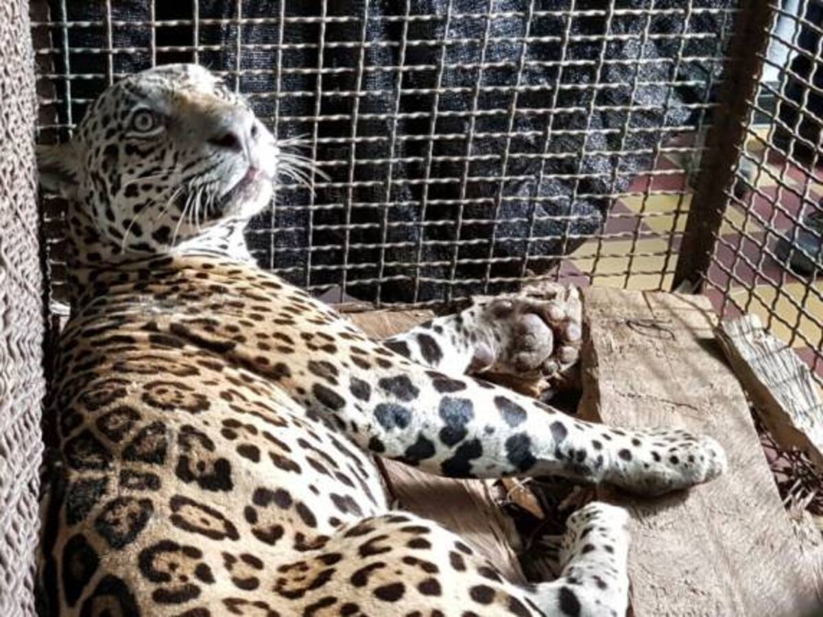 Un jaguar llegó por urgencias a clínica de Bucaramanga