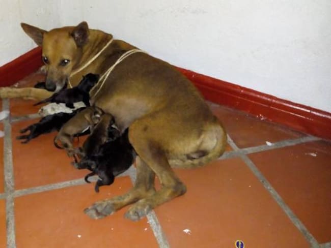 Rescatan a una perrita que tuvo un parto bajo una alcantarilla de Cartagena