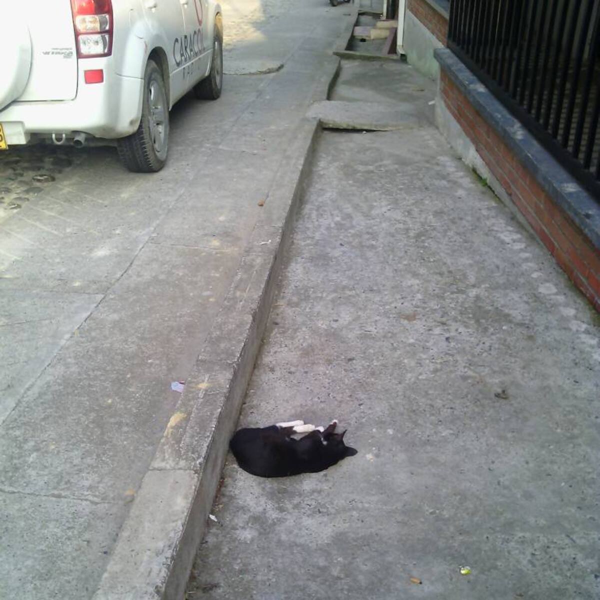 En Chinchiná abandonan las mascotas en el andén de un albergue
