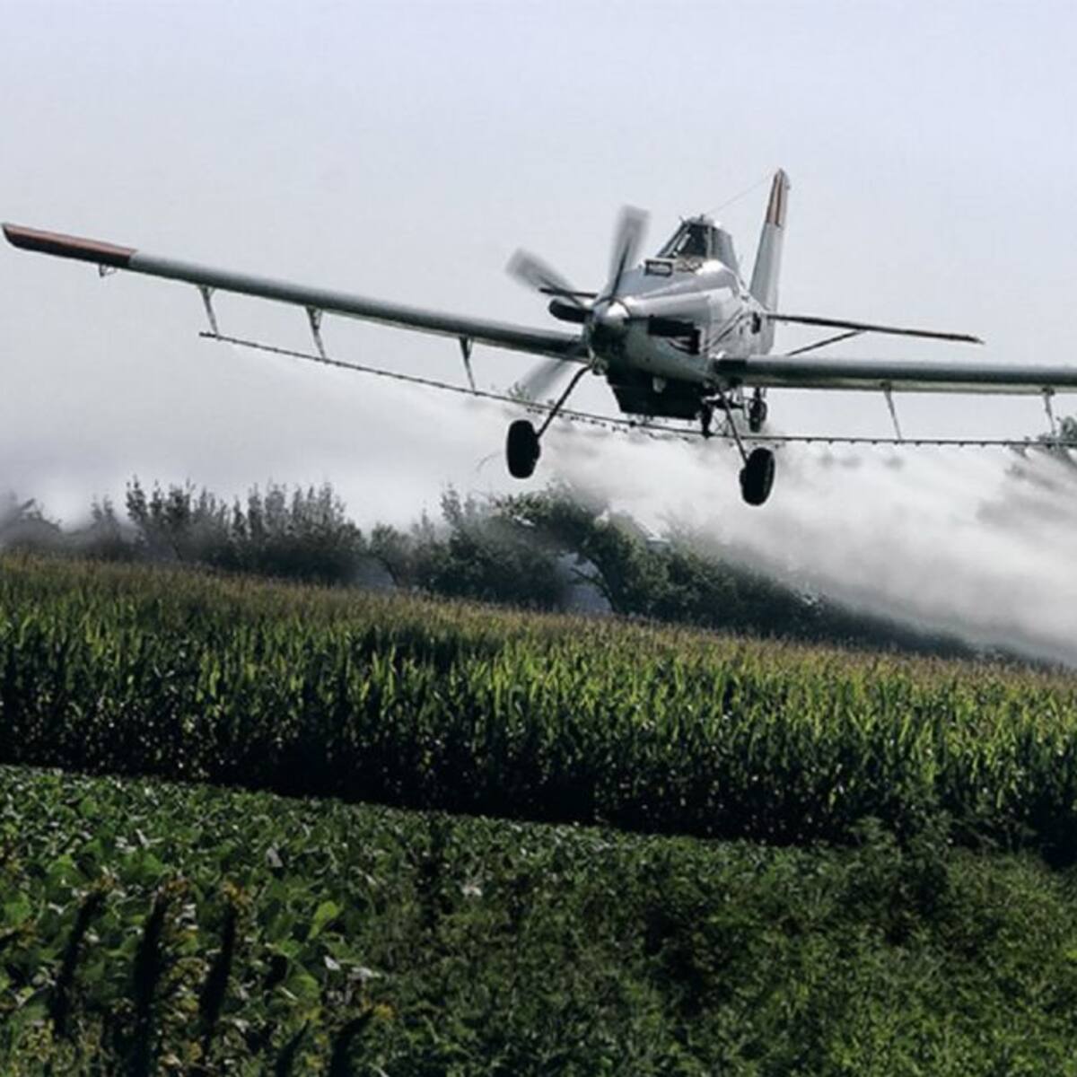 Colombia implementará aspersión terrestre a través de drones con Glifosato: Cauca será el piloto