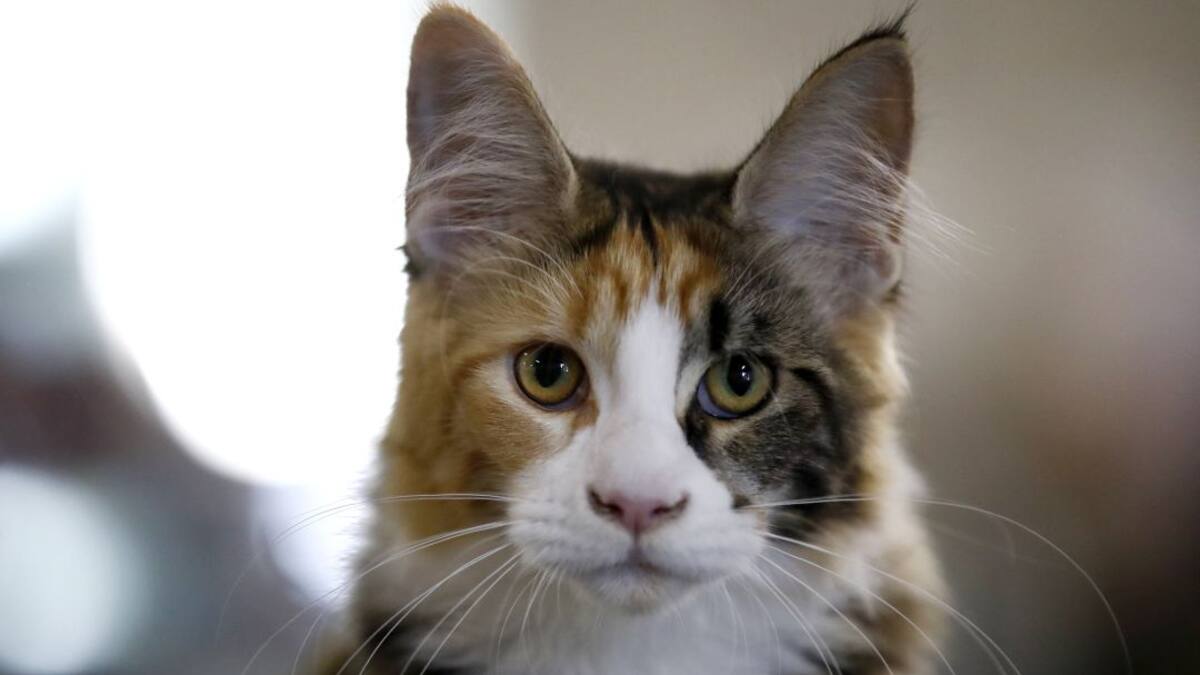 Taiwán aplicó eutanasia a 154 gatos hallados en operación de contrabando