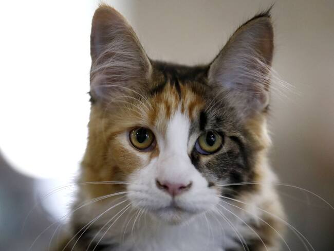 Gato en una feria de Moscú