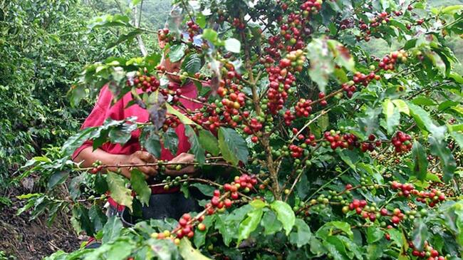 Según la Federación Nacional de Cafeteros, hubo repunte en producción de café en mayo. Foto: Colprensa