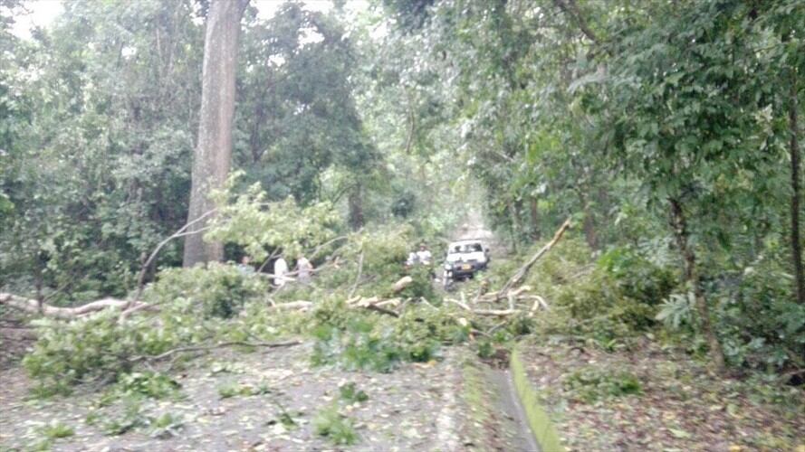 Vendaval en el Parque Tayrona ocasionó cierre temporal de la vía de ingreso. Foto: Defensa Civil