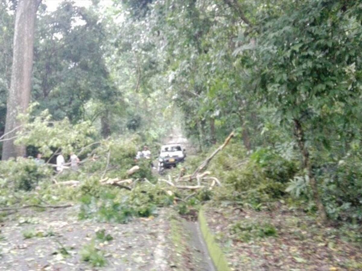 Vendaval en el Parque Tayrona ocasionó cierre temporal de la vía de ingreso