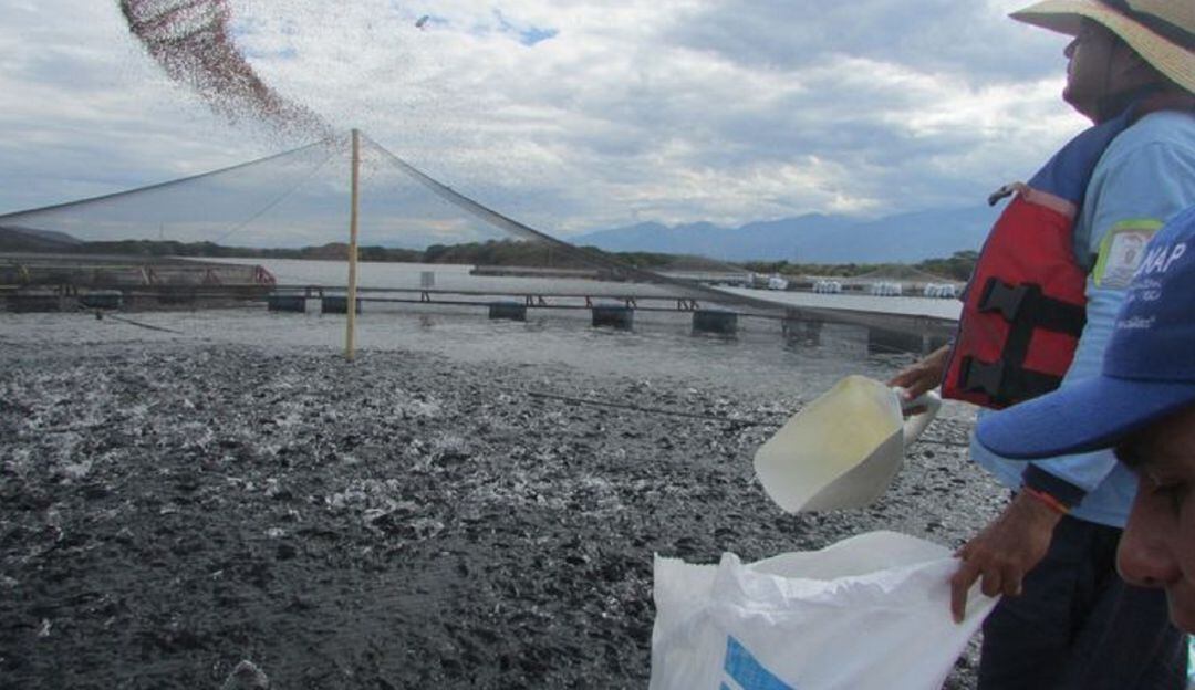 Alto costo de los insumos impacta piscicultores del Huila.
