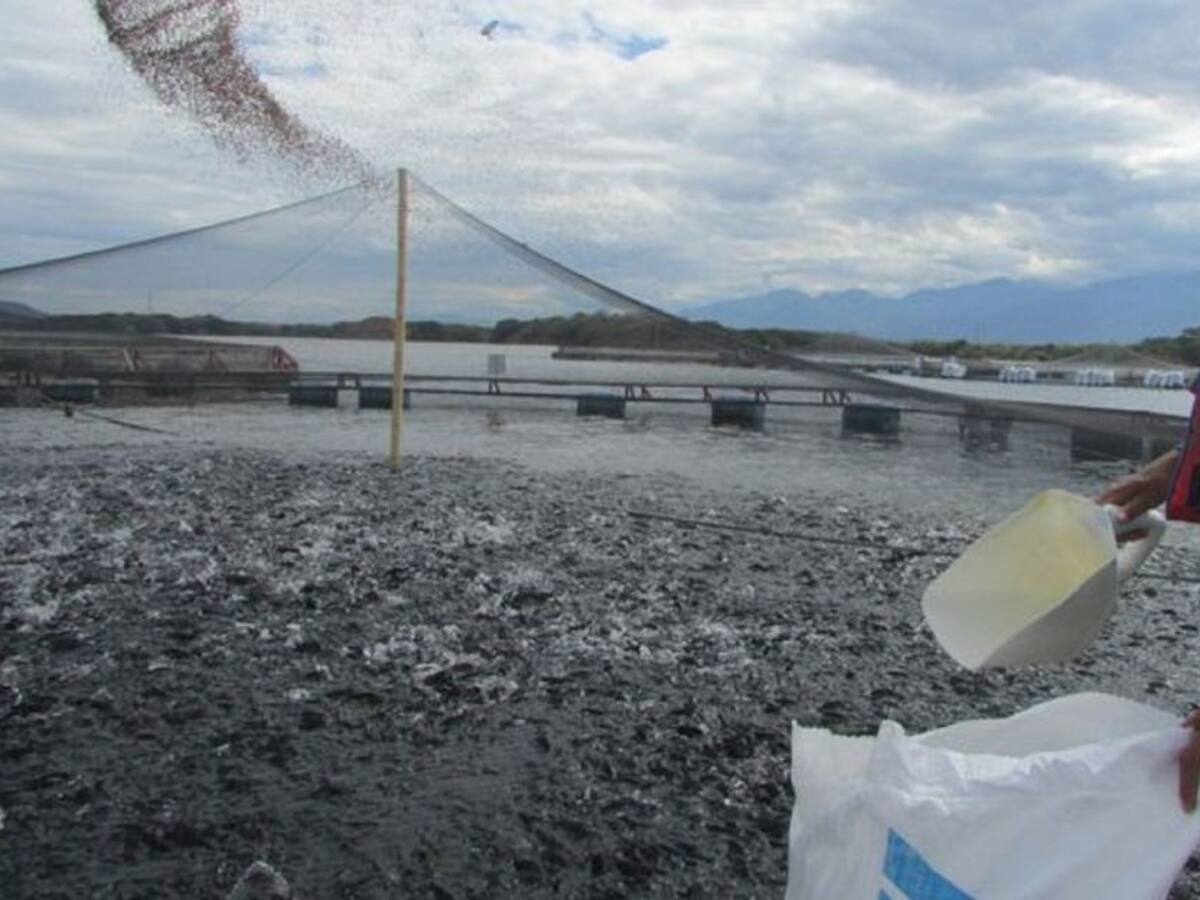 Alto costo de los insumos impacta piscicultores del Huila