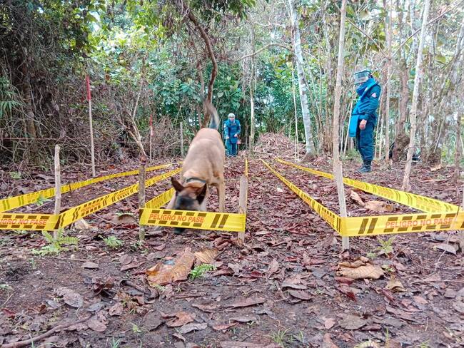 Dos municipios faltan en el Huila para declararlo libre de sospecha de minas antipersonal