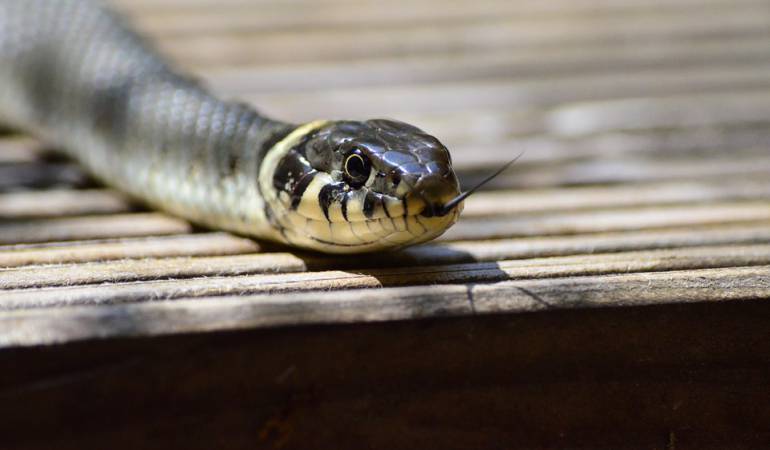 Imagen de referencia