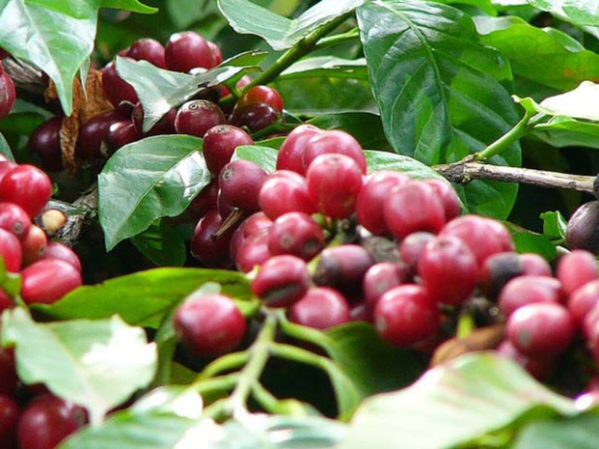 Bajo precio de la carga de café angustia a cultivadores del Tolima